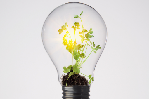 Seedling inside a light bulb