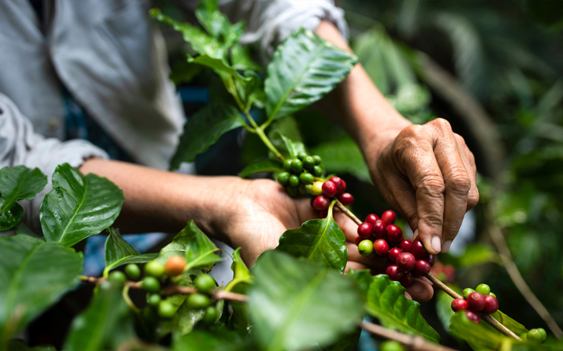 Arabica Coffee Berries with Agriculturist Hands
