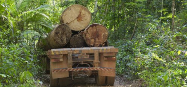 Huge logs being transported