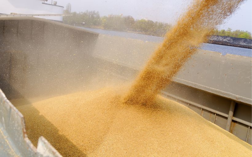 Loading barge with a crop of wheat grain