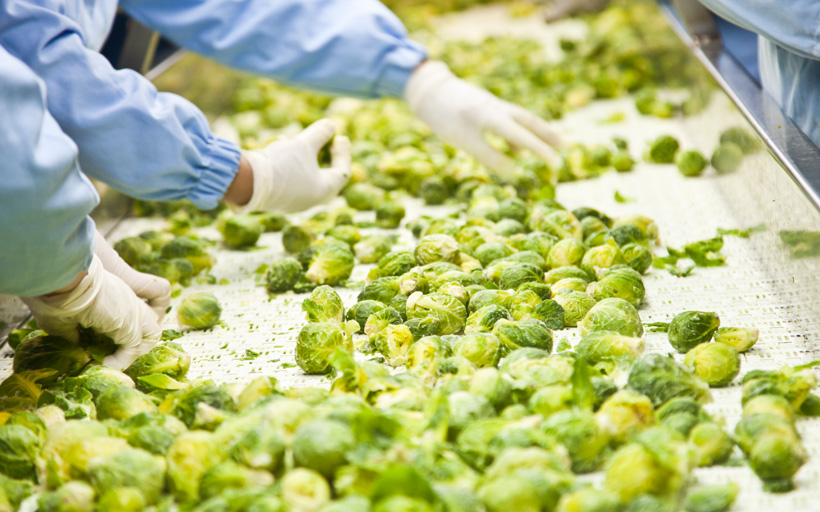 Brussels Sprouts on Conveyer Belt