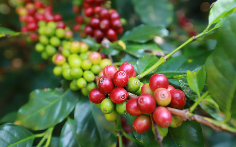 Organic Arabica Coffee Beans in Farm