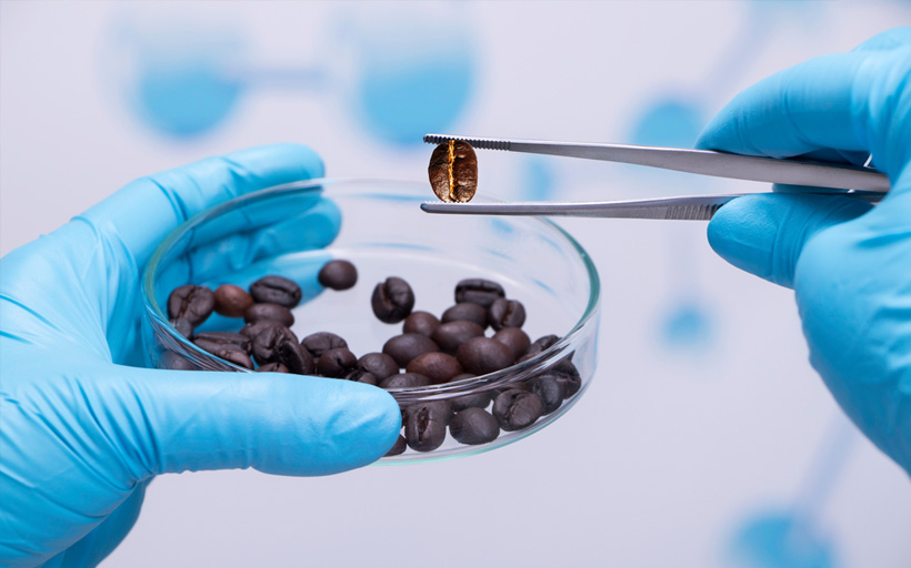 Scientist Testing Coffee Beans in Lab