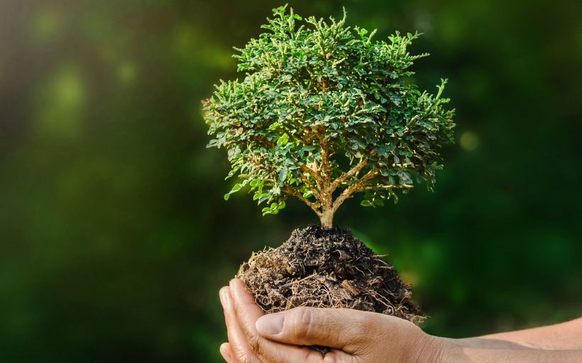 Tree in Hands