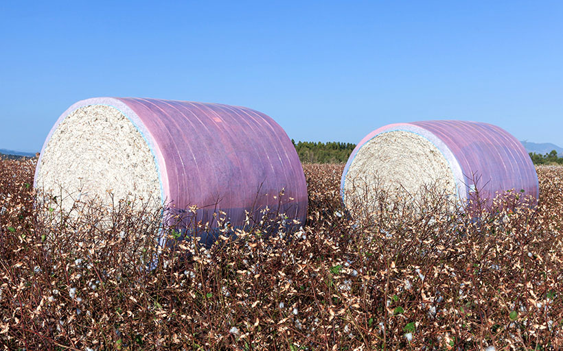 Rolled Bundles of Cotton in the Field