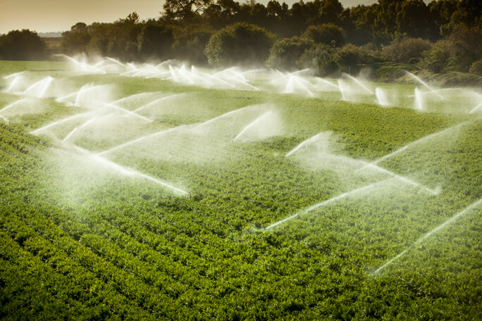 Irrigation sprinklers watering crops