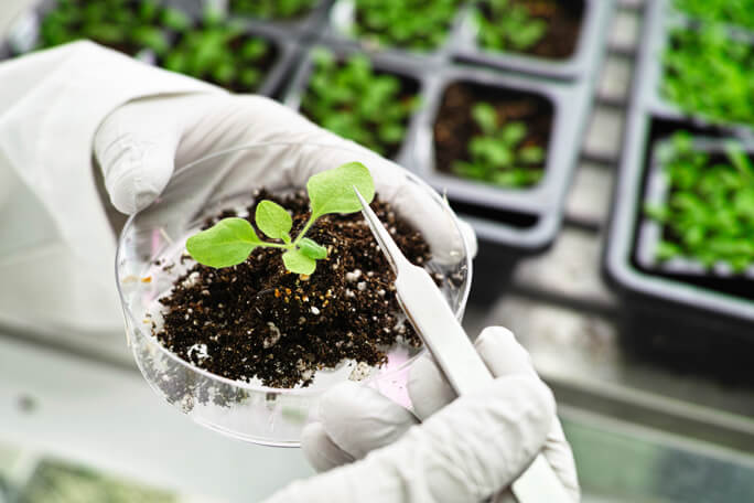 Plant samples in a lab
